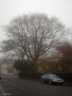 the mighty oak from afar